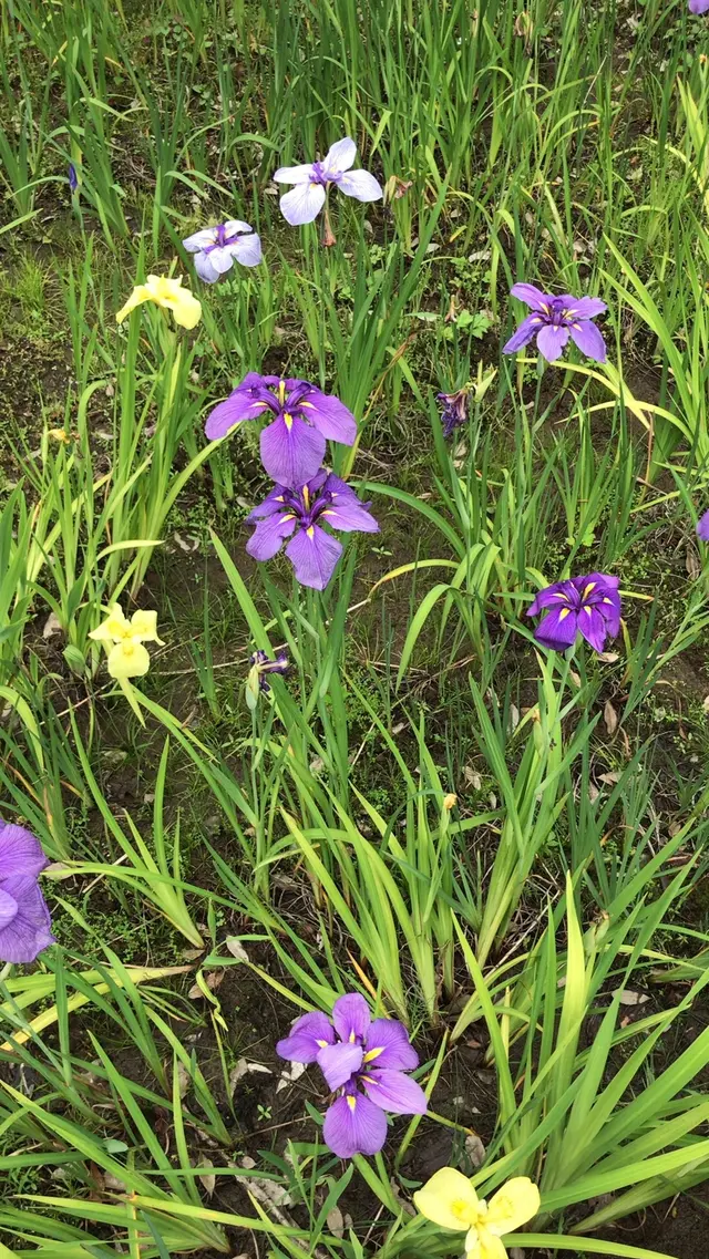 泉谷公園