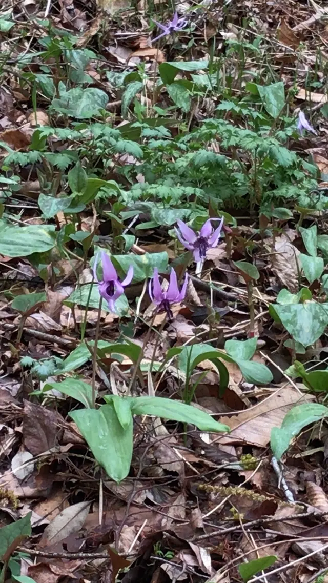 泉自然公園