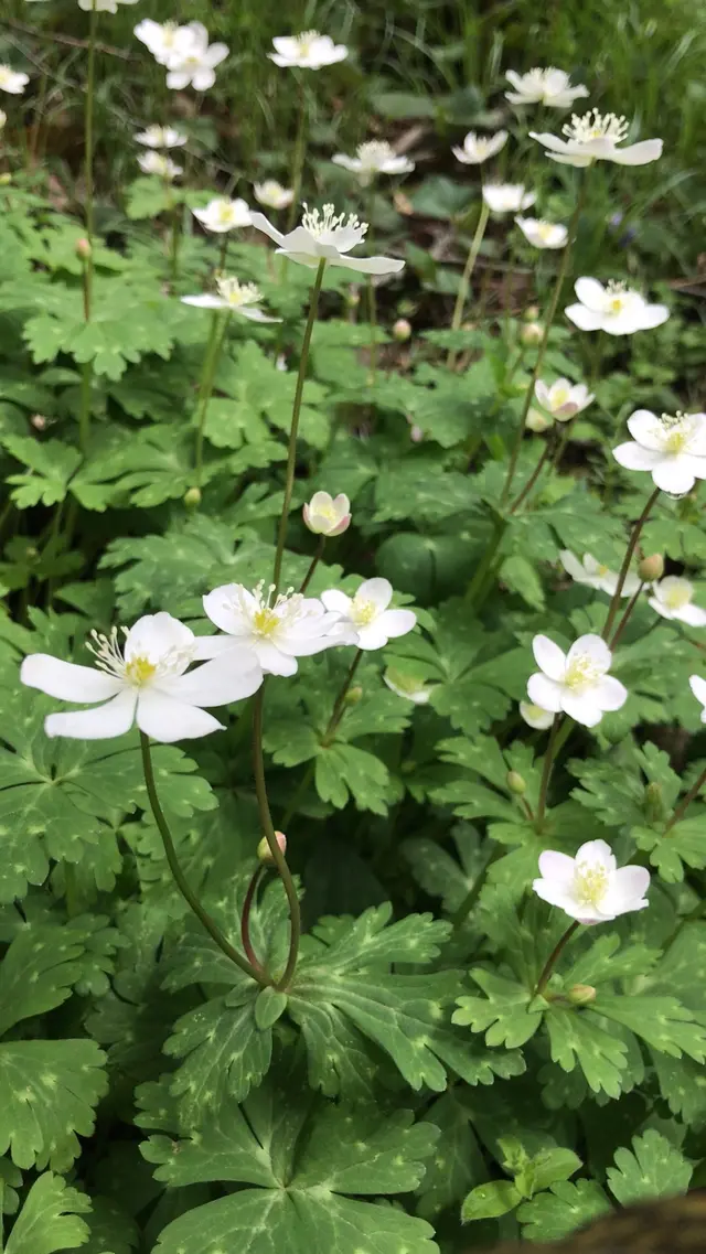 泉自然公園