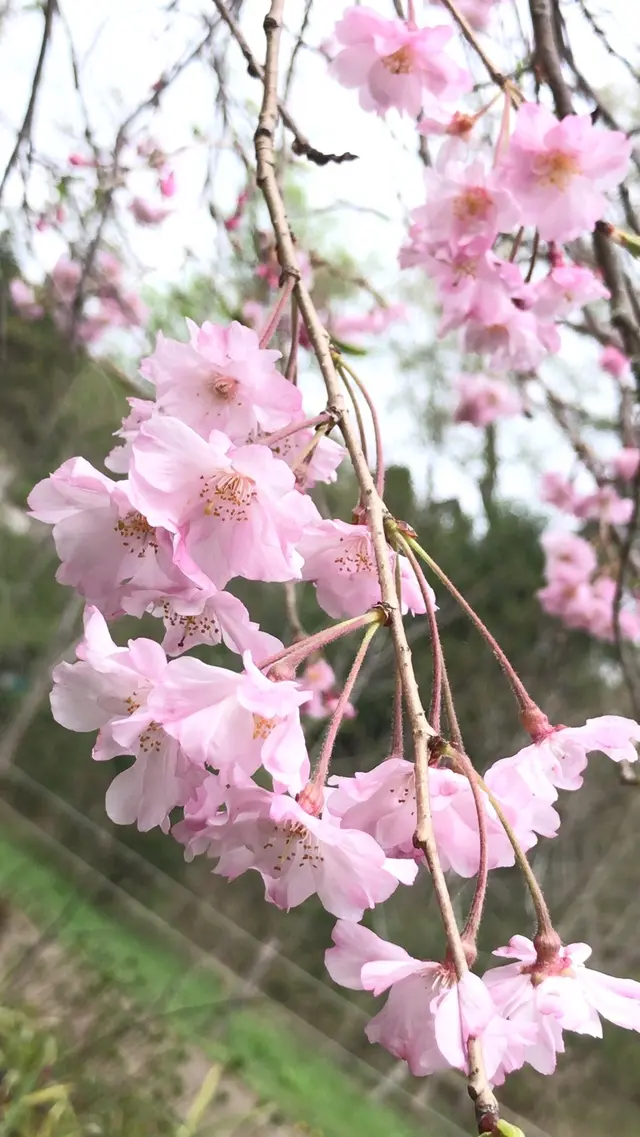 泉自然公園