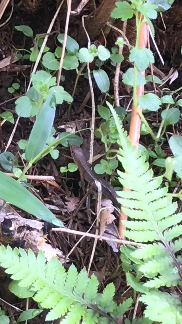 泉自然公園