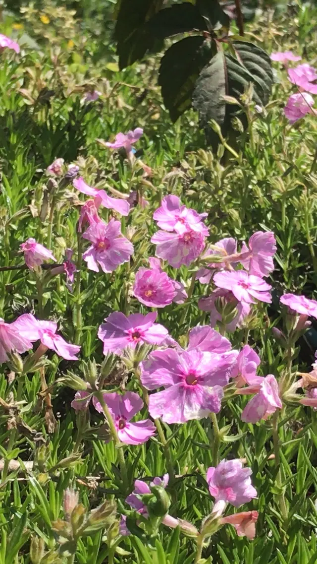 富田さとにわ耕園