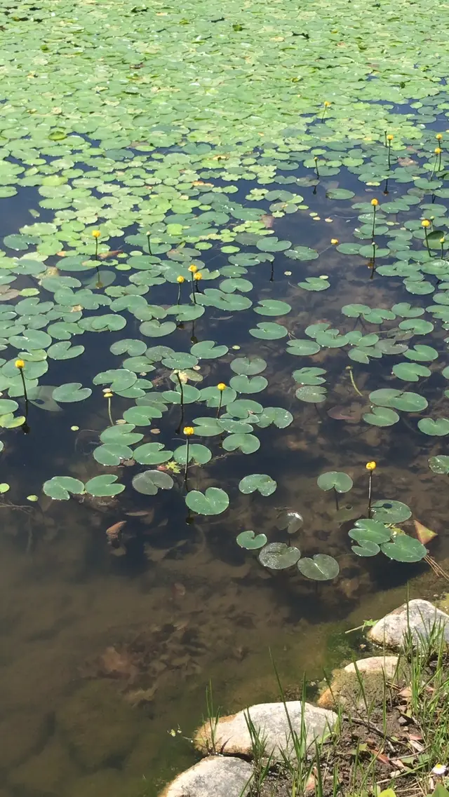 二の丸庭園