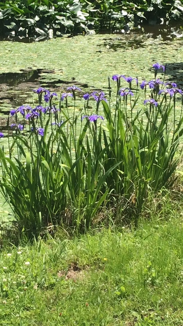 二の丸庭園