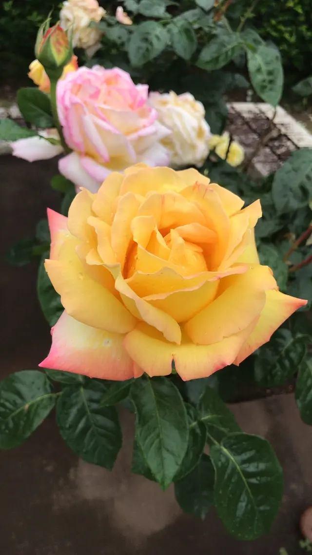 千葉市都市緑化植物園