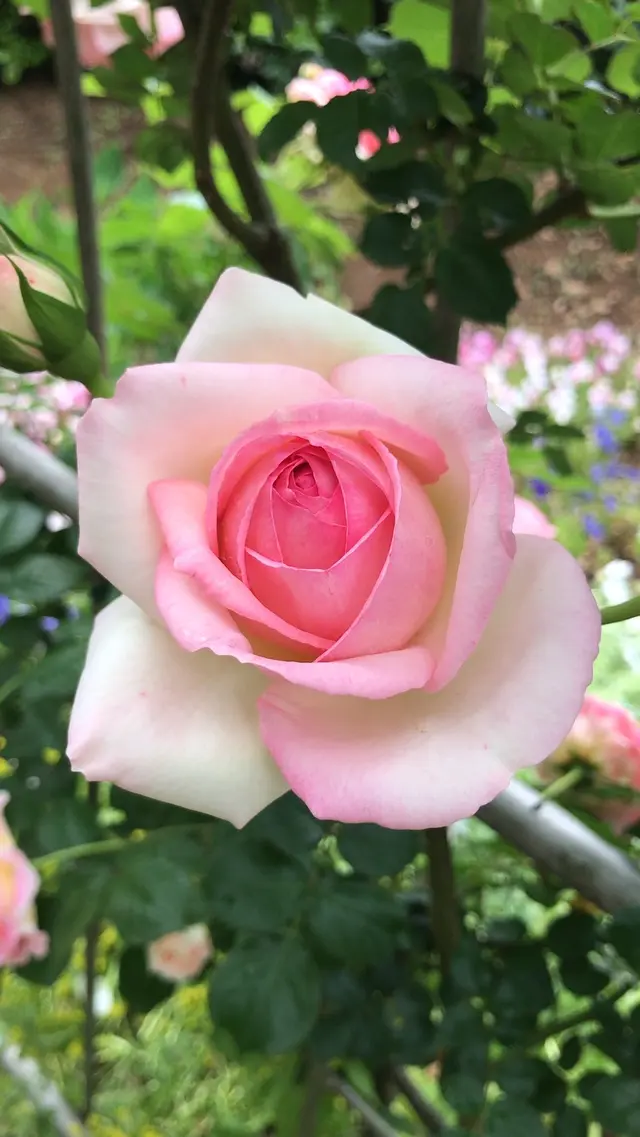千葉市都市緑化植物園