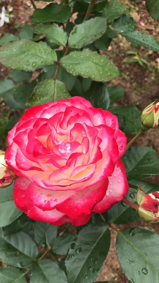 千葉市都市緑化植物園