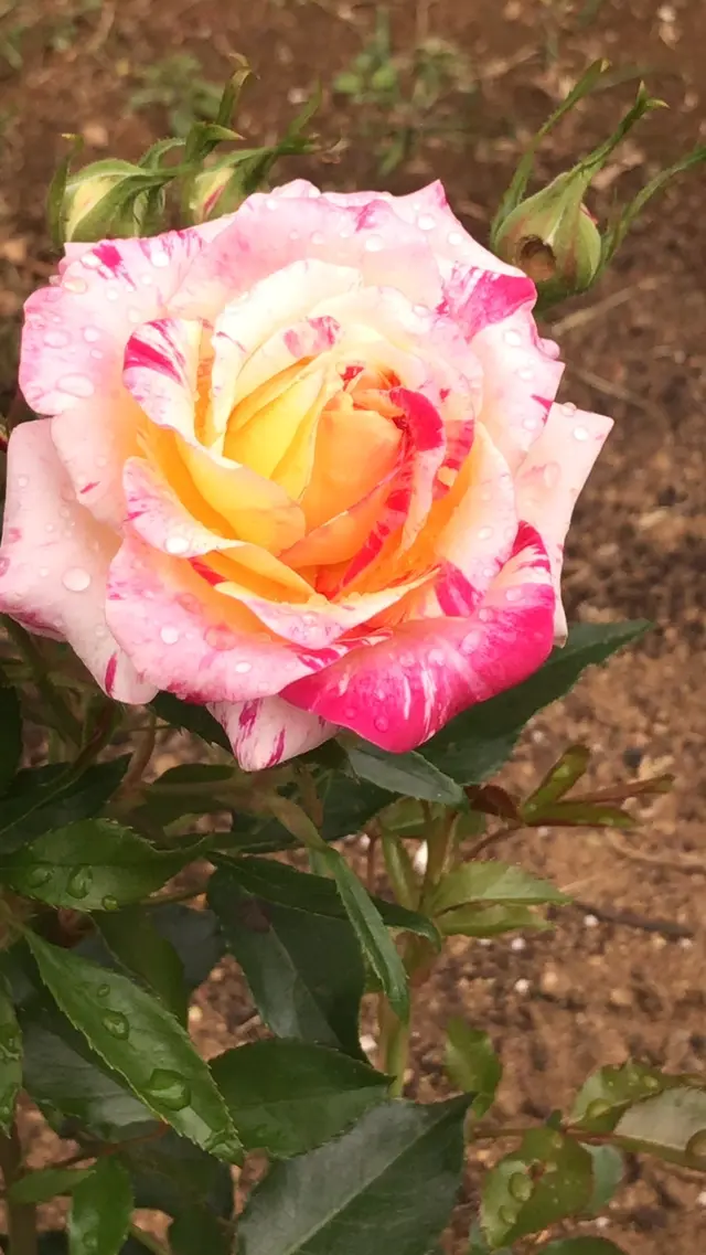 千葉市都市緑化植物園