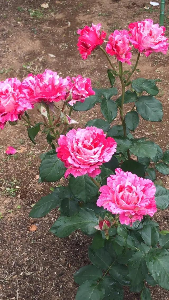 千葉市都市緑化植物園