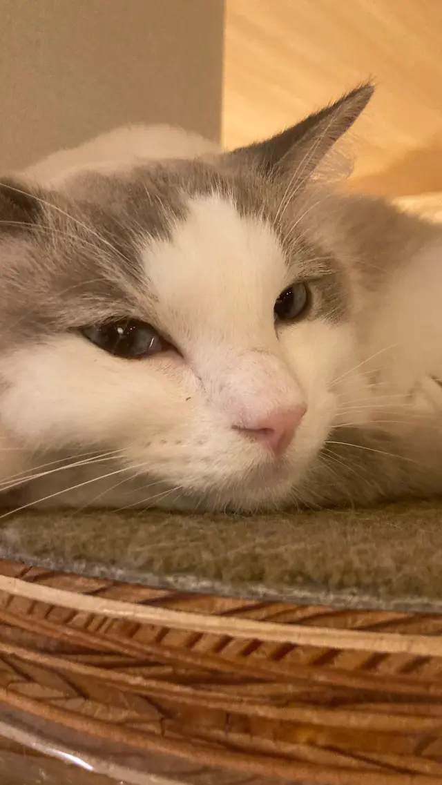 猫カフェ モカラウンジ新宿店