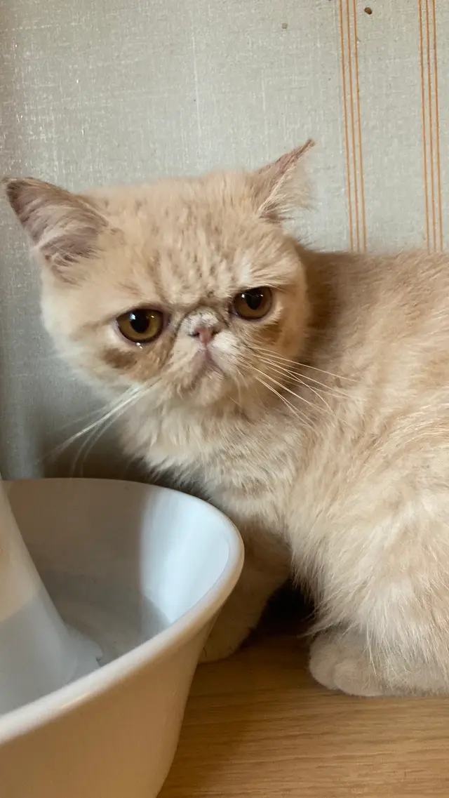 猫カフェ モカラウンジ新宿店