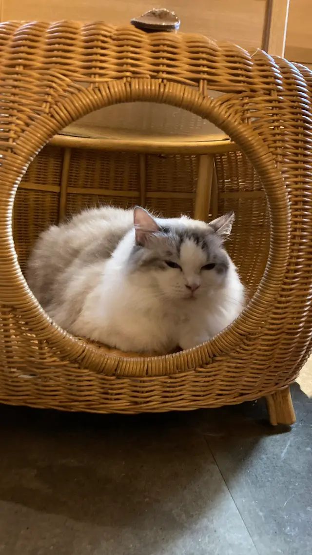 猫カフェ モカラウンジ新宿店