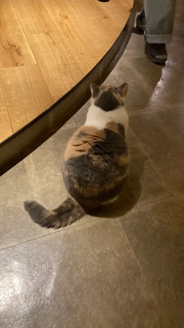 猫カフェ モカラウンジ新宿店