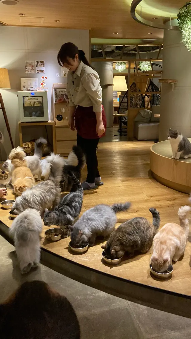 猫カフェ モカラウンジ新宿店