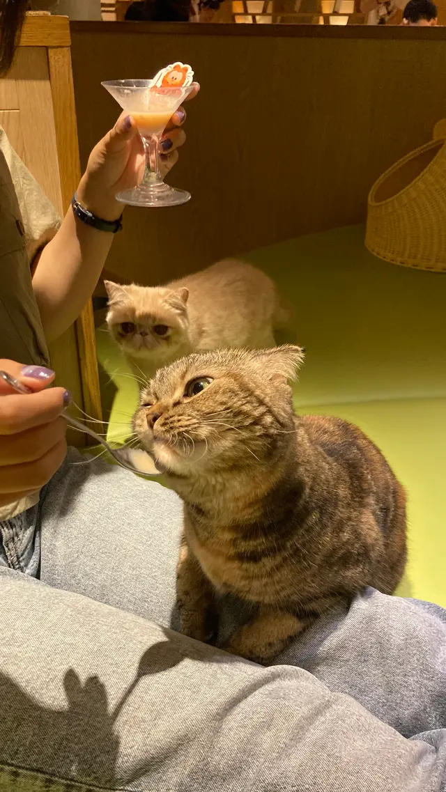 猫カフェ モカラウンジ新宿店