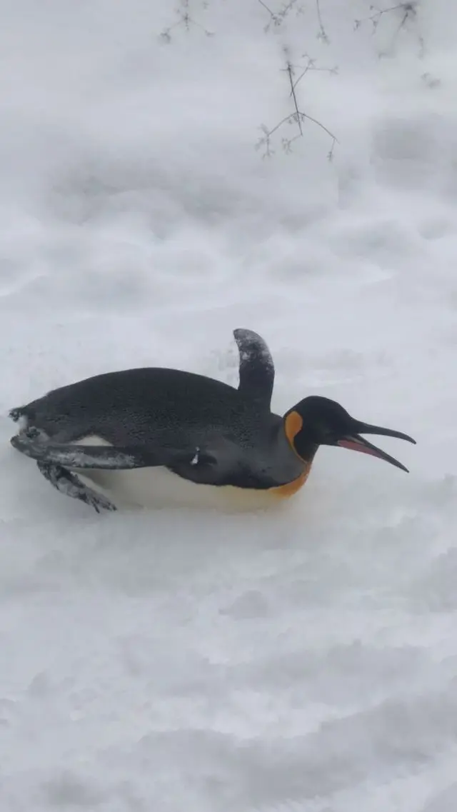 旭川市 旭山動物園