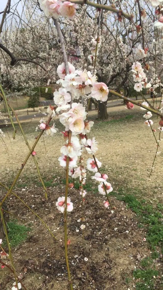 偕楽園