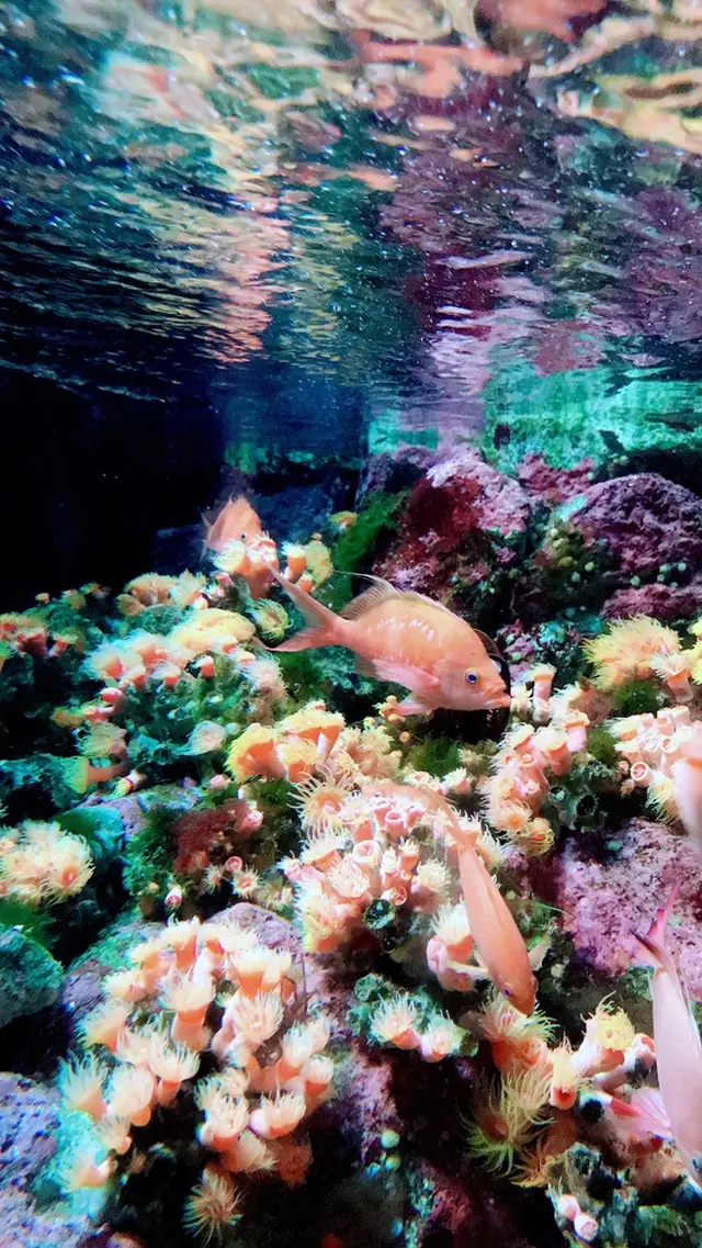 新江ノ島水族館