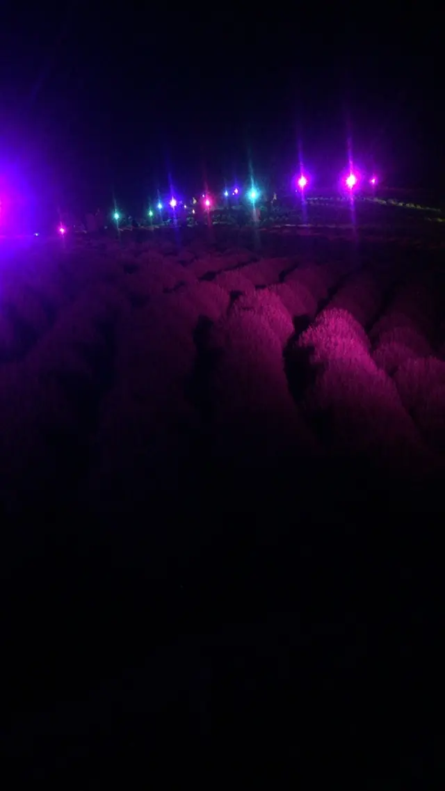 国営ひたち海浜公園