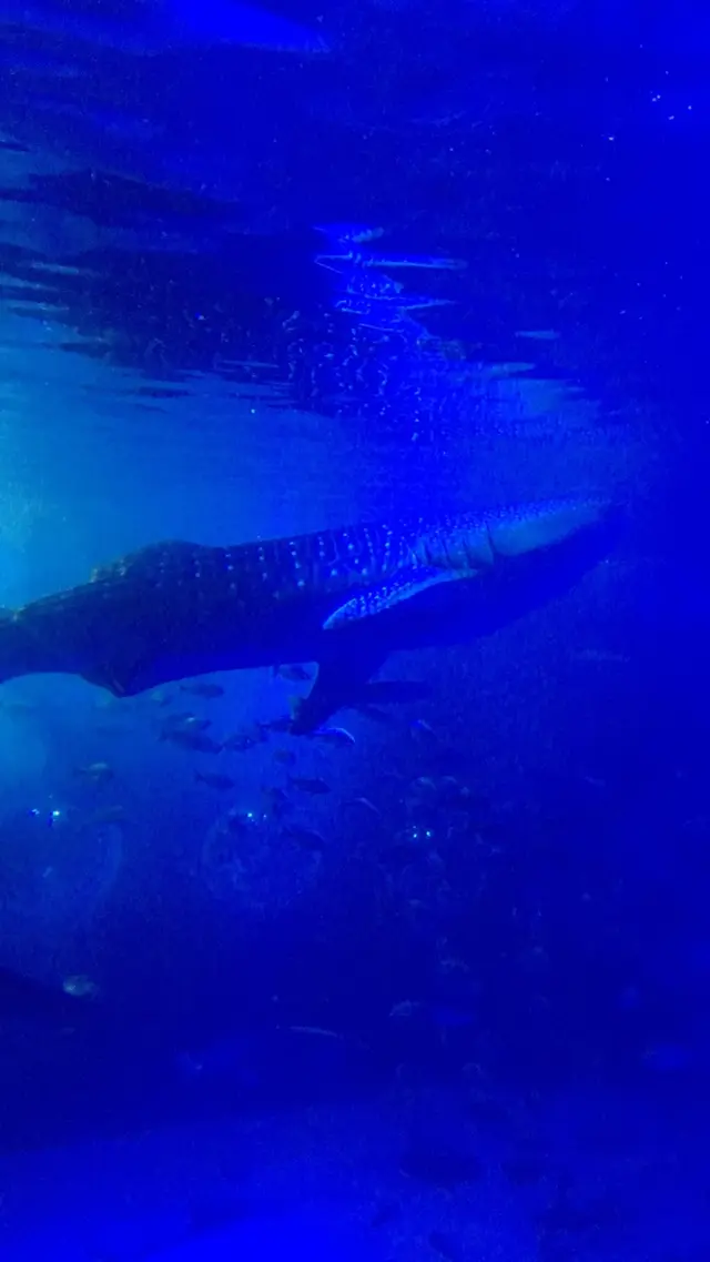 のとじま水族館　