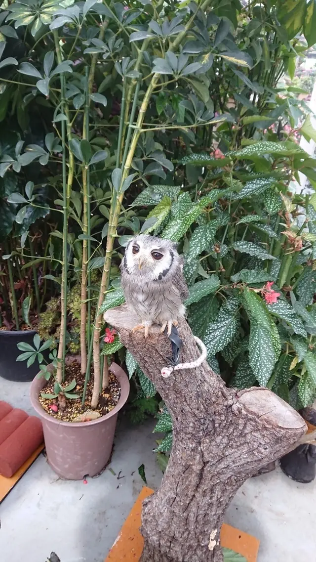 松江フォーゲルパーク