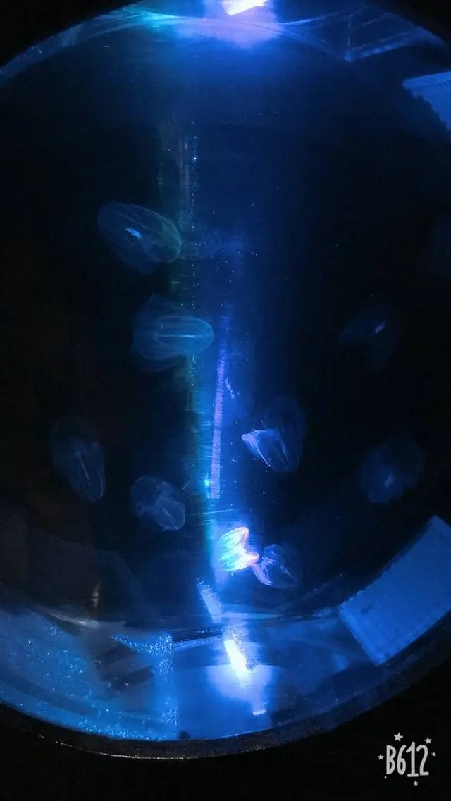 大分マリーンパレス水族館 うみたまご