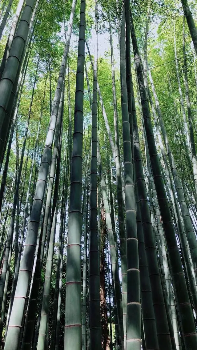 報国寺（竹寺）