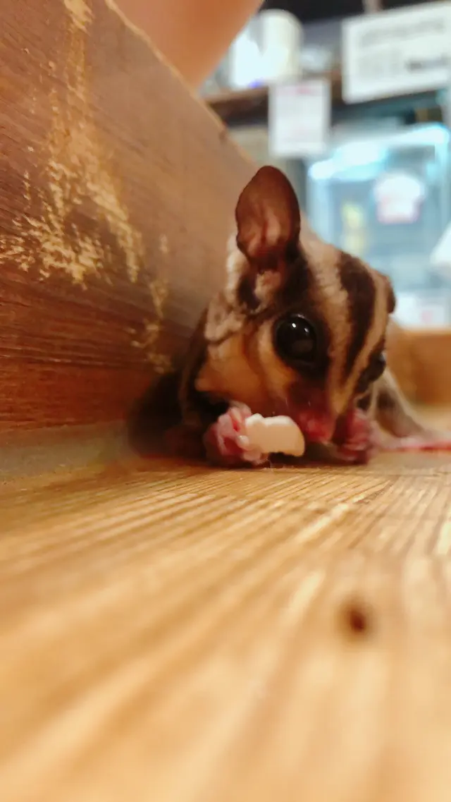 小動物カフェ ROCK STAR