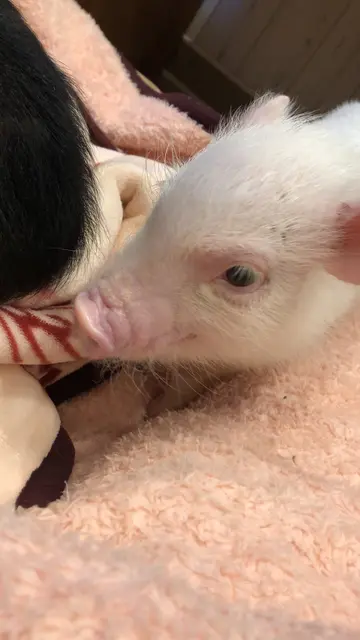 小動物園 HARRY PIGGY