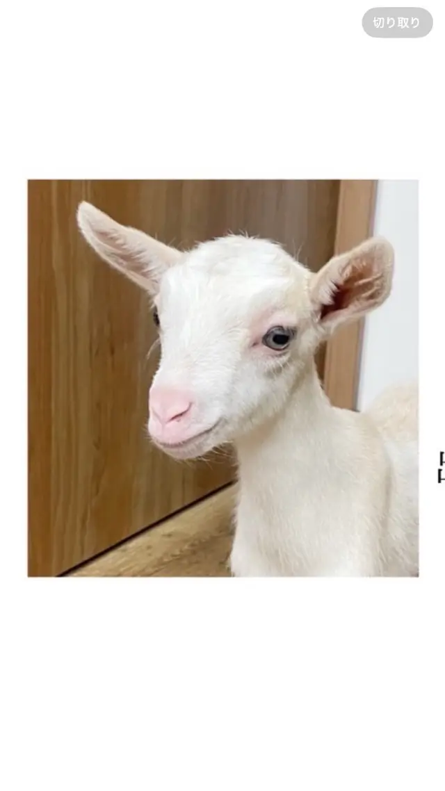 アニマルカフェ Haru-Haru Farm