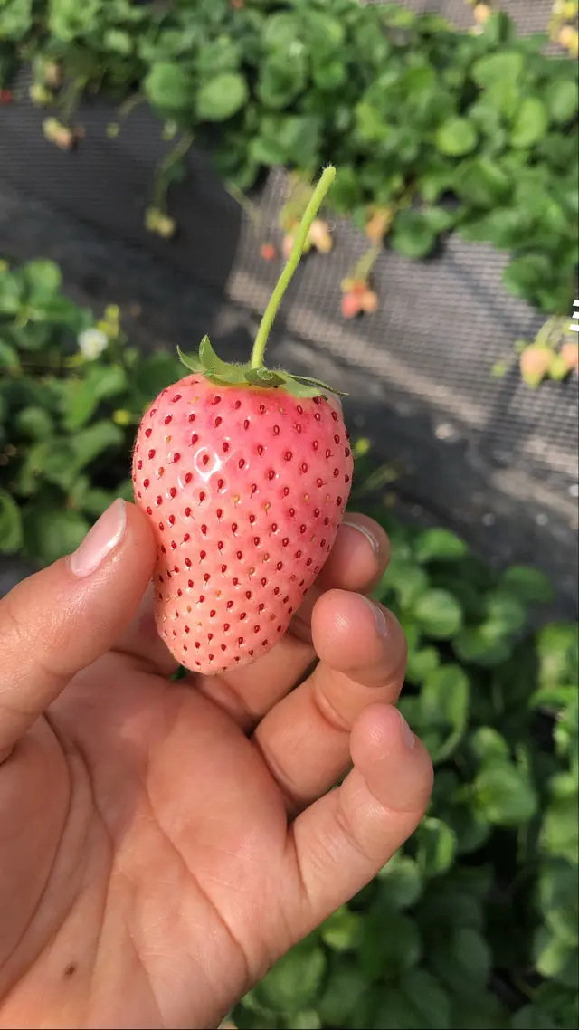 いちごの里