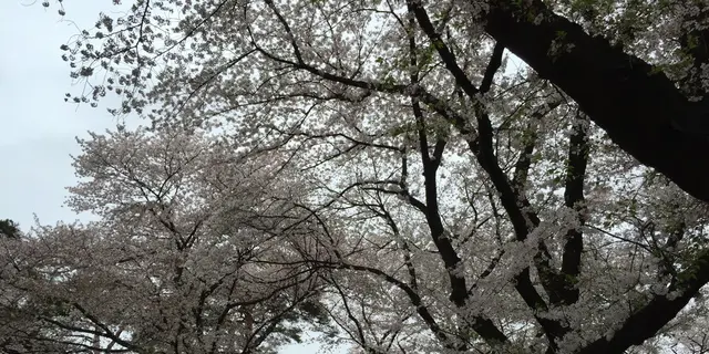 ☆埼玉県さいたま市大宮区さんぽ、歩こう(^^♪