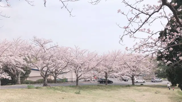 伊豆高原桜並木