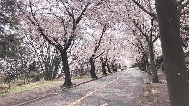 伊豆高原桜並木