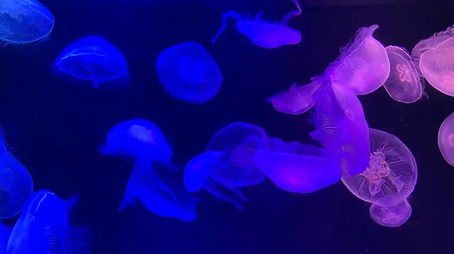 マリンワールド海の中道