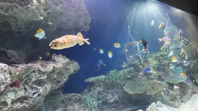 マリンワールド海の中道