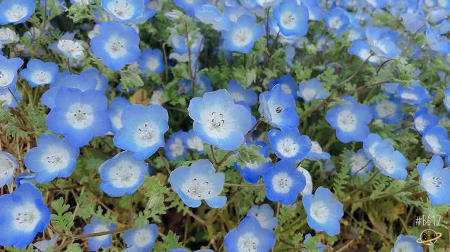国営ひたち海浜公園
