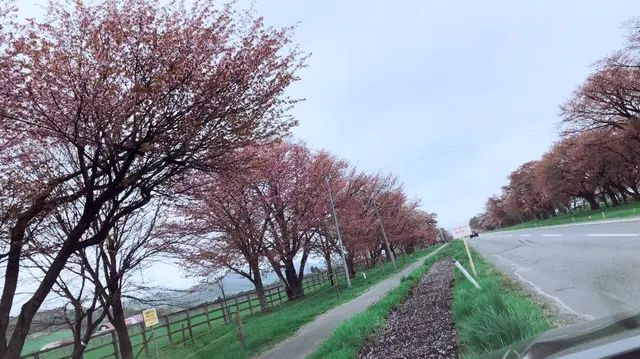 二十間道路の桜並木