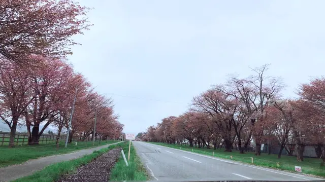 二十間道路の桜並木