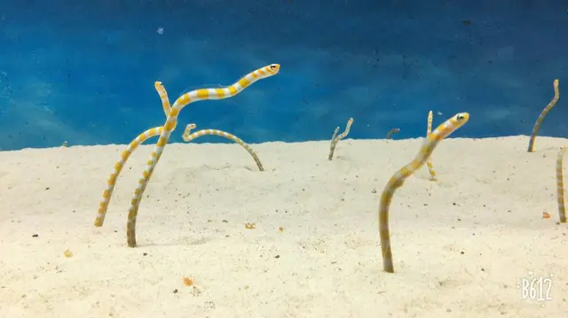 大分マリーンパレス水族館 うみたまご