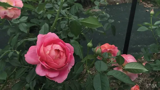 国立民族学博物館