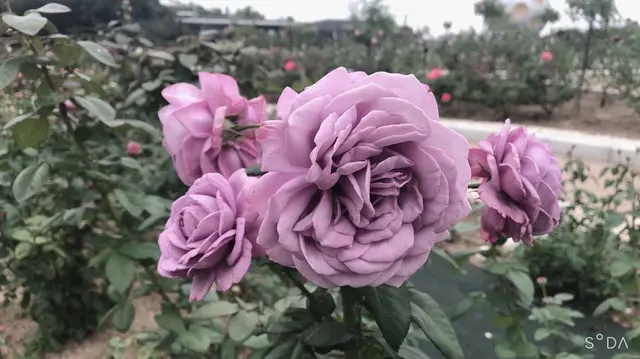 国立民族学博物館