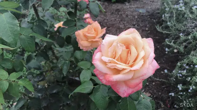 国立民族学博物館