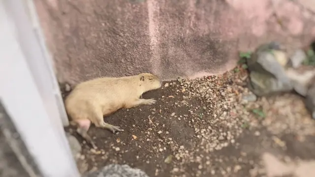 アフリカンサファリ