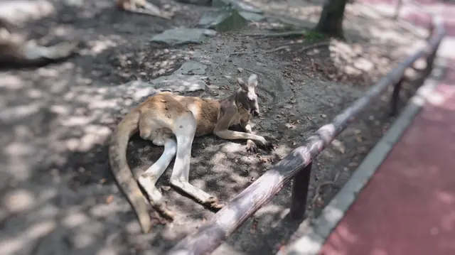 アフリカンサファリ
