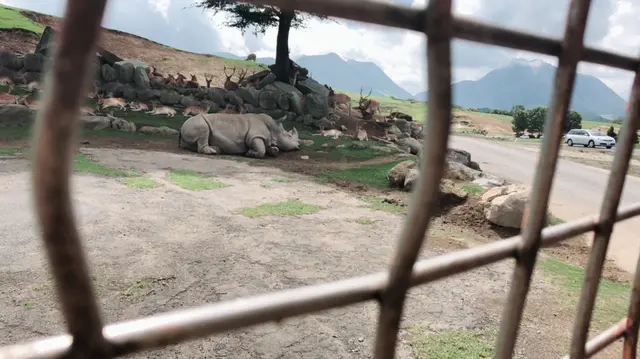 アフリカンサファリ