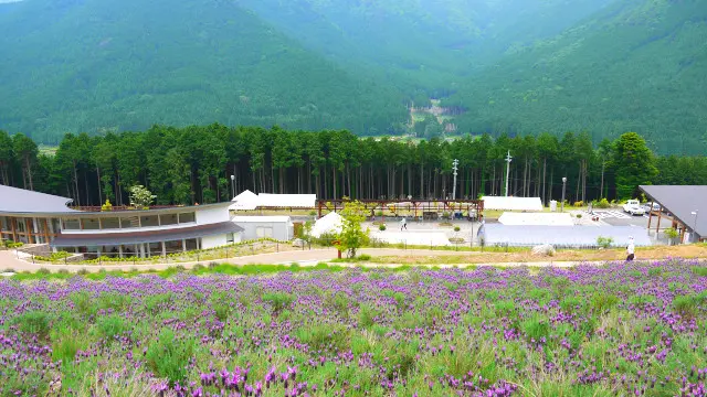 西日本最大のラベンダー畑と多可町を観光