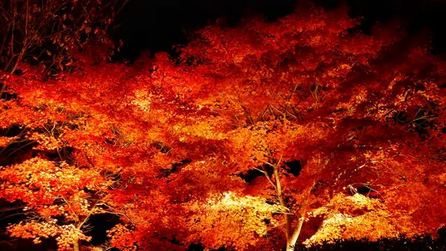 ［神奈川］ 紅葉をゆっくり楽しめる隠れスポット♪