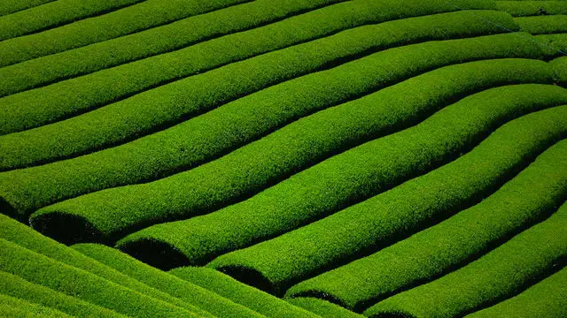 日本遺産に認定！天まで届く茶畑～京都・和束町～