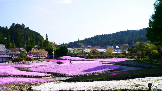 三田市の芝桜 花のじゅうたんとお蕎麦を巡る旅